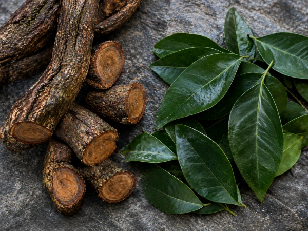 Cut caapi vine and chacruna leaves, the 2 plants that give ayahuasca its bitter taste