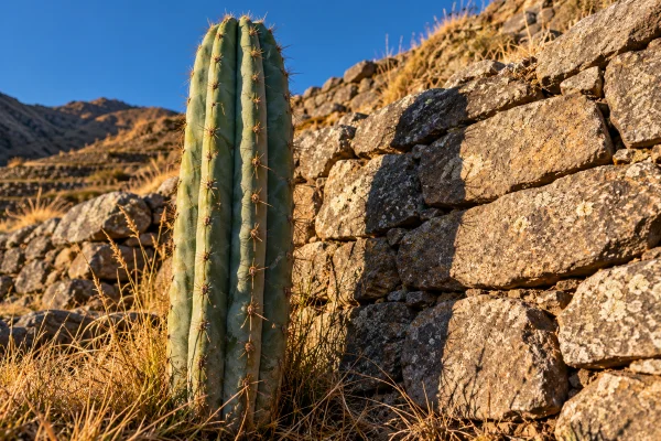 Long afternoon shadow of a San Pedro cactus on a stone wall, how long a San Pedro ceremony lasts