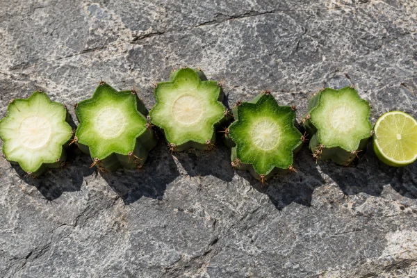 Sliced San Pedro cactus rounds on stone, wachuma mescaline levels vary from cut to cut