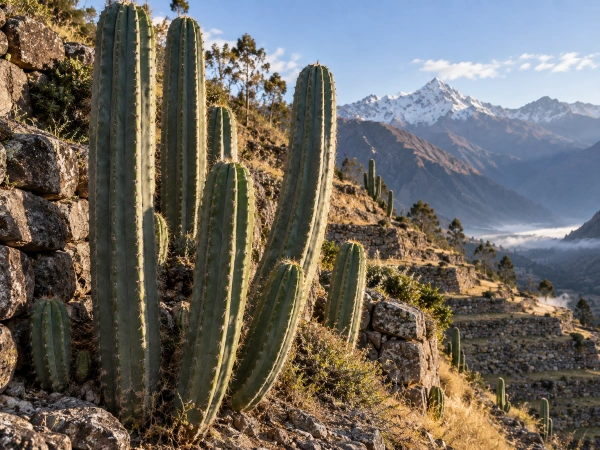 San Pedro cactus growing uncut on Inca terraces at a Sacred Valley ayahuasca retreat