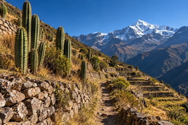 San Pedro cactus on Andean stone terraces in morning light, the setting of a daytime wachuma day