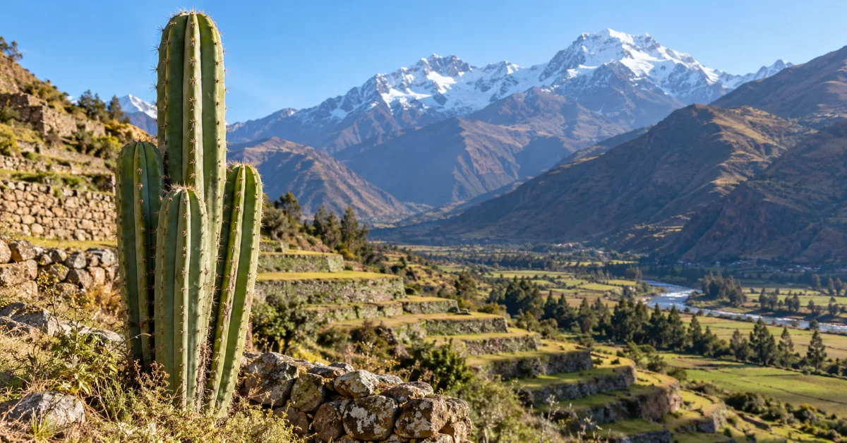 San Pedro cactus on an Inca terrace in Peru's Sacred Valley, where the plant is legal to grow